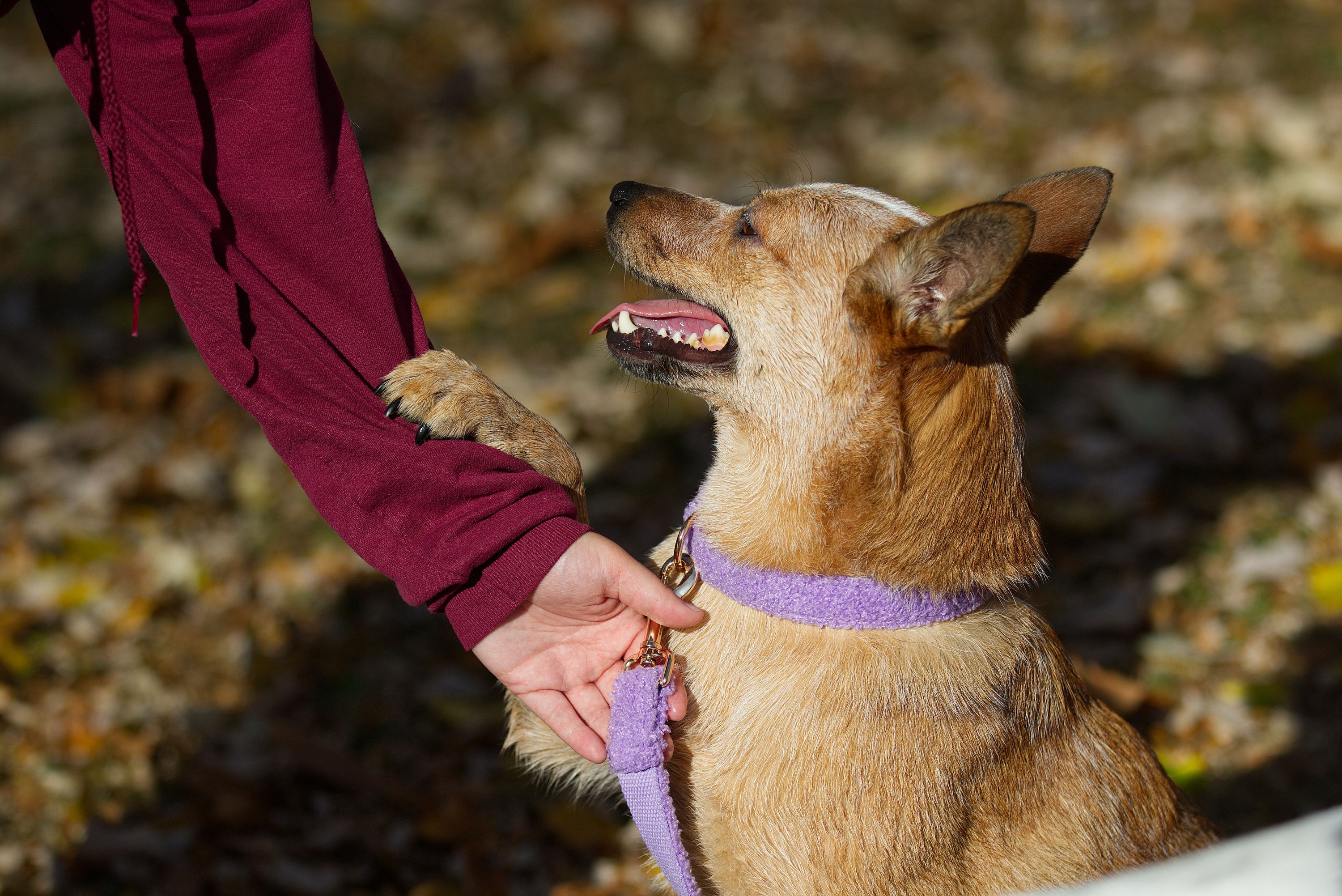 Aktiviteter för att stärka bandet mellan dig och din hund