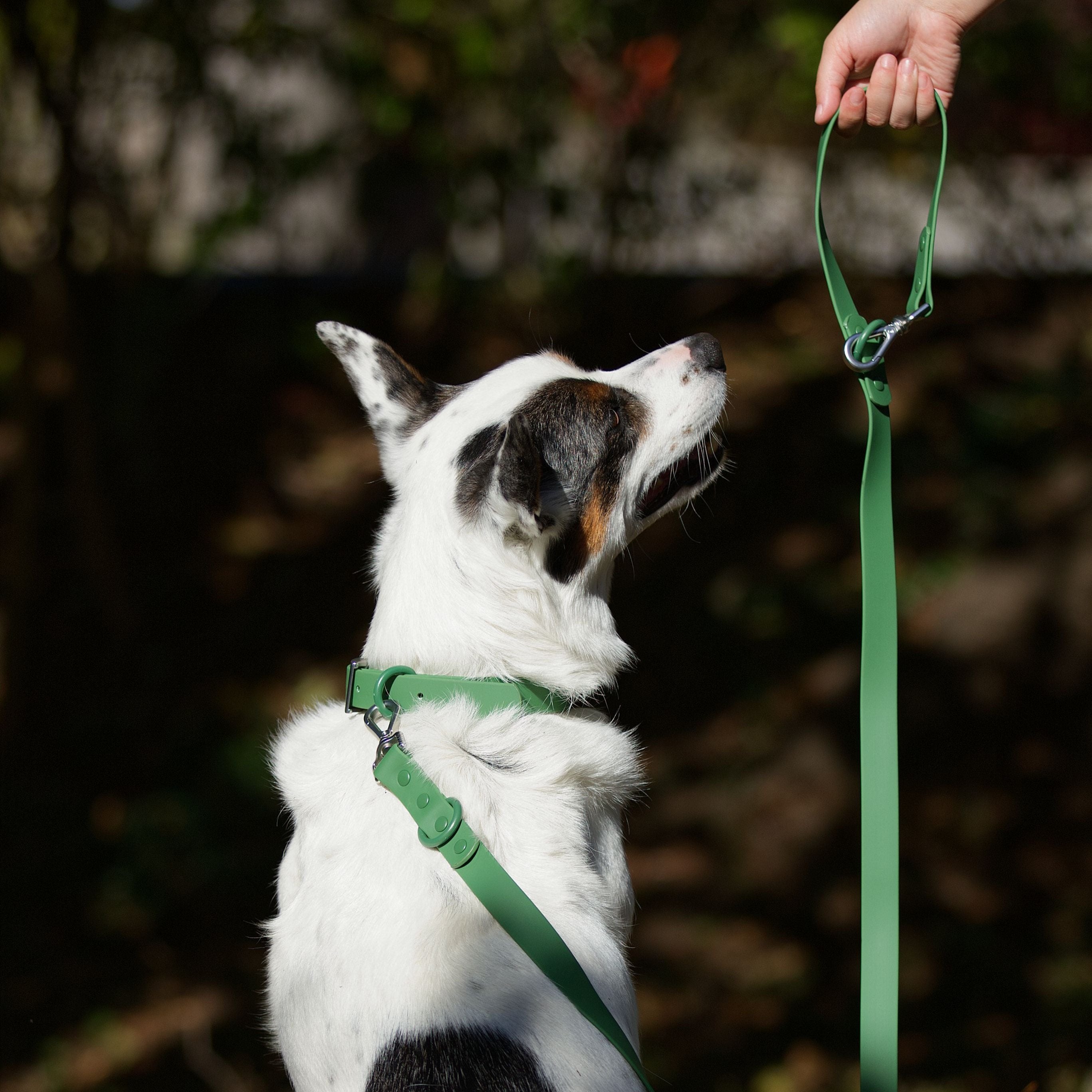 Grönt vattentåligt och slitstarkt hundhalsband med koppel i PVC för hund