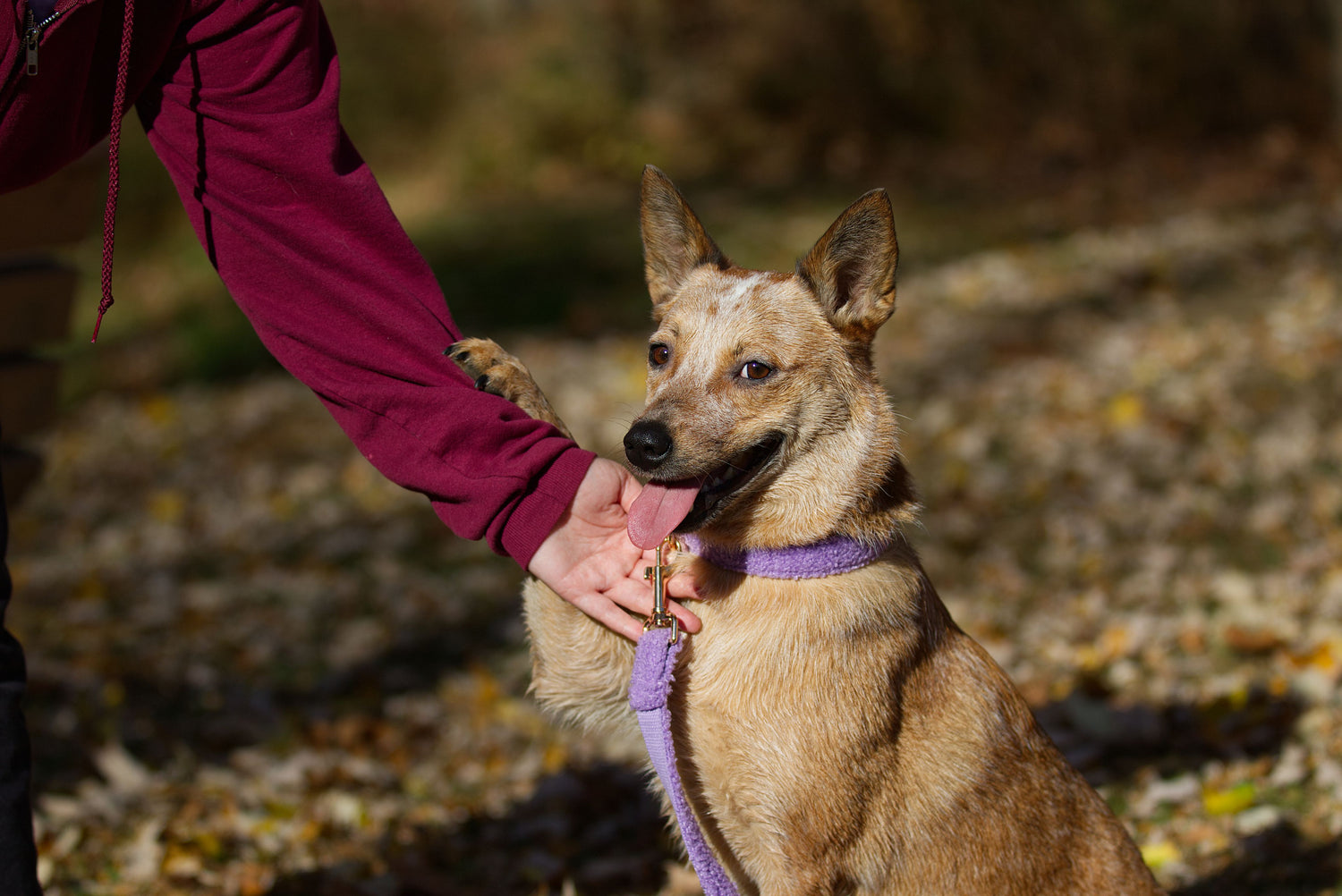 Hundhalsband och hundkoppel i teddy fleece, lila, mjuk och slitstark för daglig användning