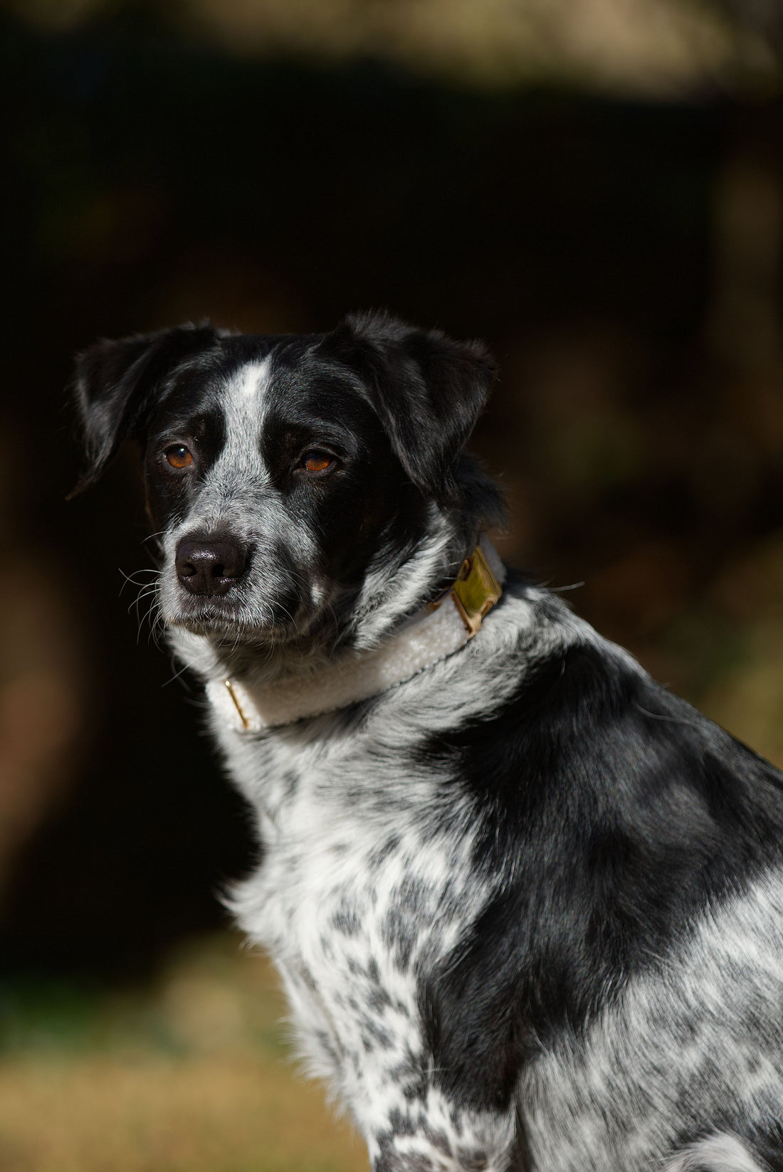 Justerbart och mjukt vit hundhalsband i teddy fleece