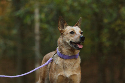 Hundhalsband i teddy fleece, mjukt och justerbart, i lila färg