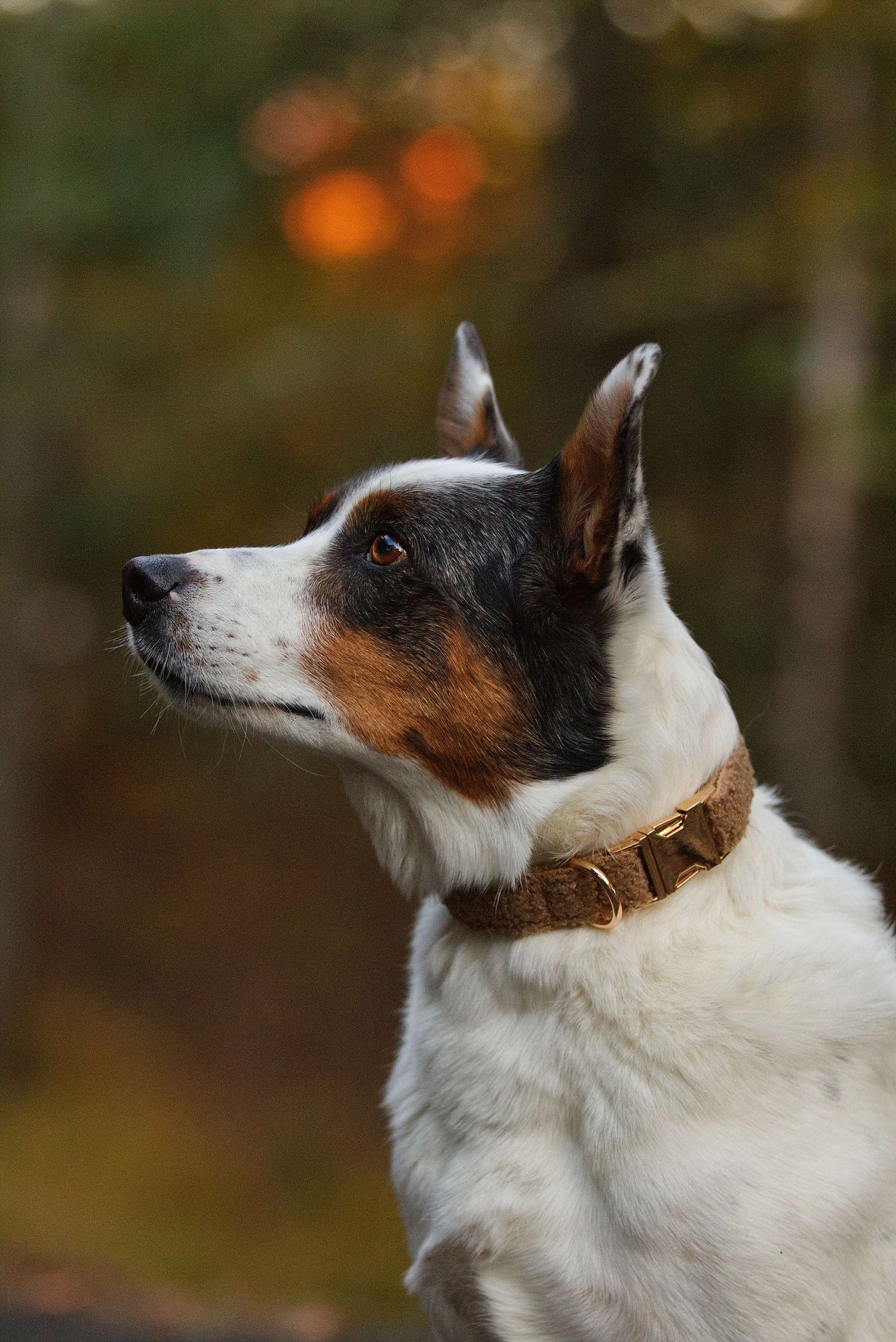 Mjuk och justerbar hundhalsband i teddy fleece, mockafärgat för en bekväm passform