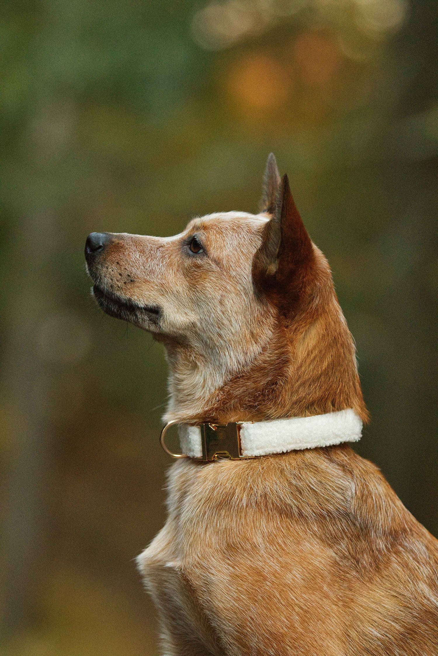 Vit hundhalsband i teddy fleece, justerbar och mjuk, lämplig för alla hundar