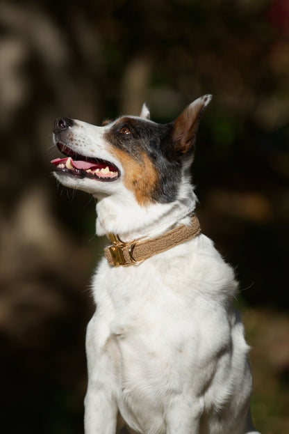 Hundhalsband i teddy fleece, mocka och vit, mjukt och bekvämt för hundar