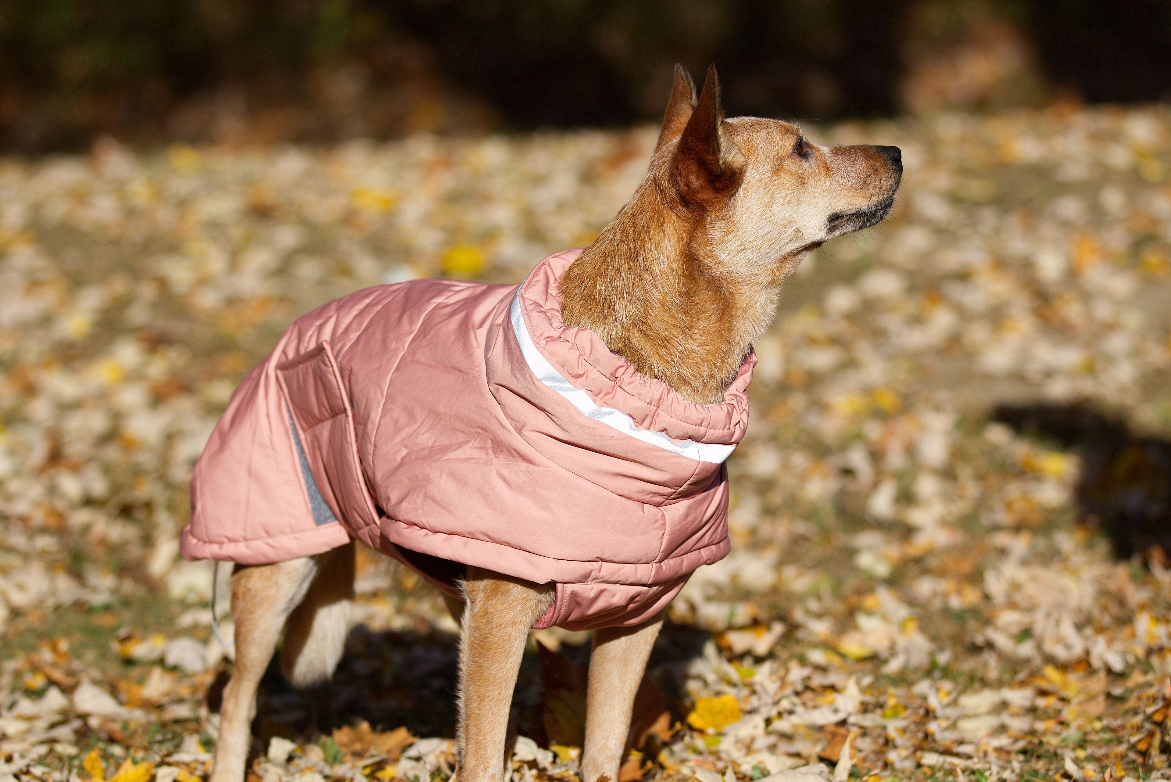 Varm rosa puffer vinterjacka för hund, vindtät och vattenavvisande, närbild