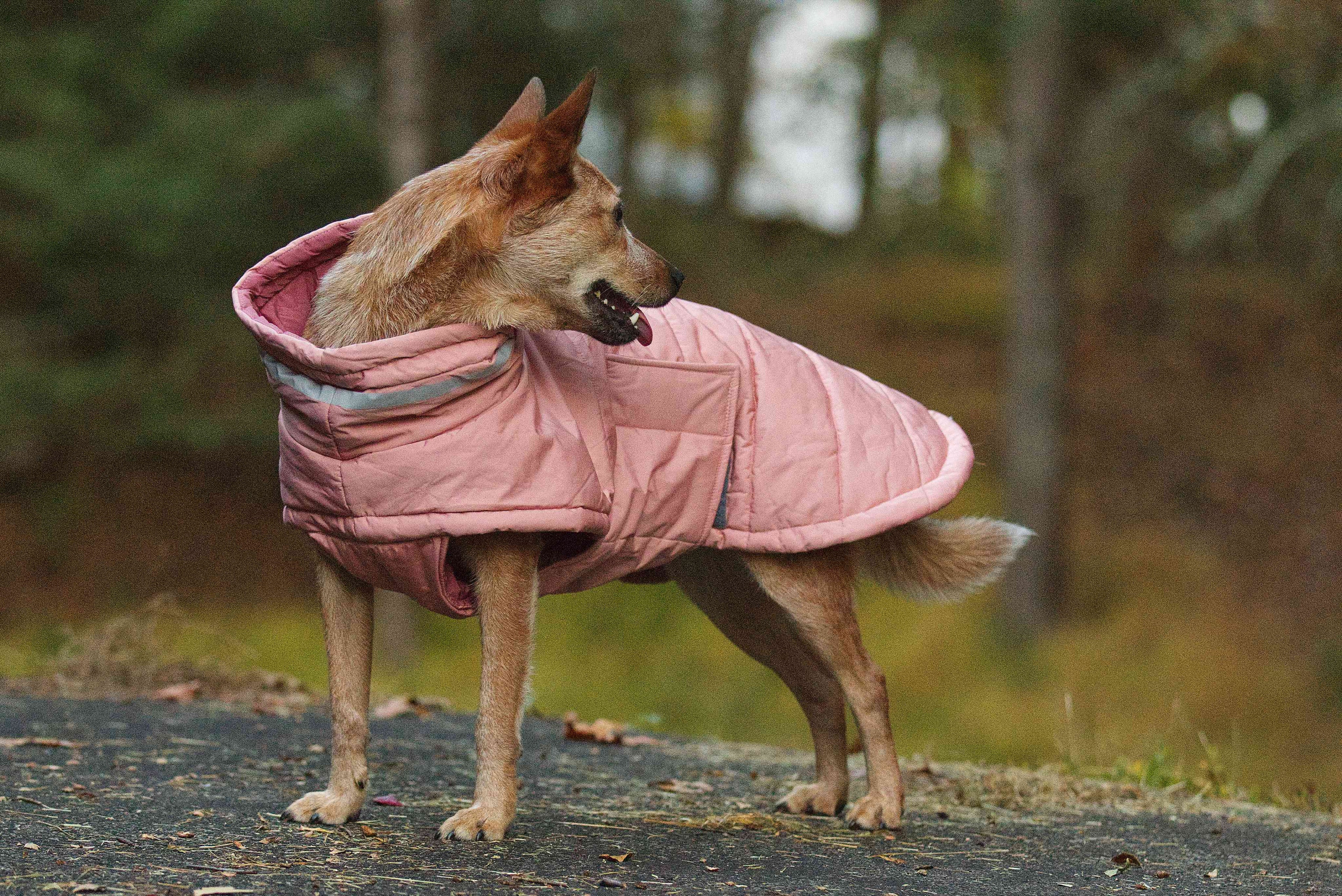 Vattenavvisande och vindtät rosa puffer vinterjacka för hund, sidovy