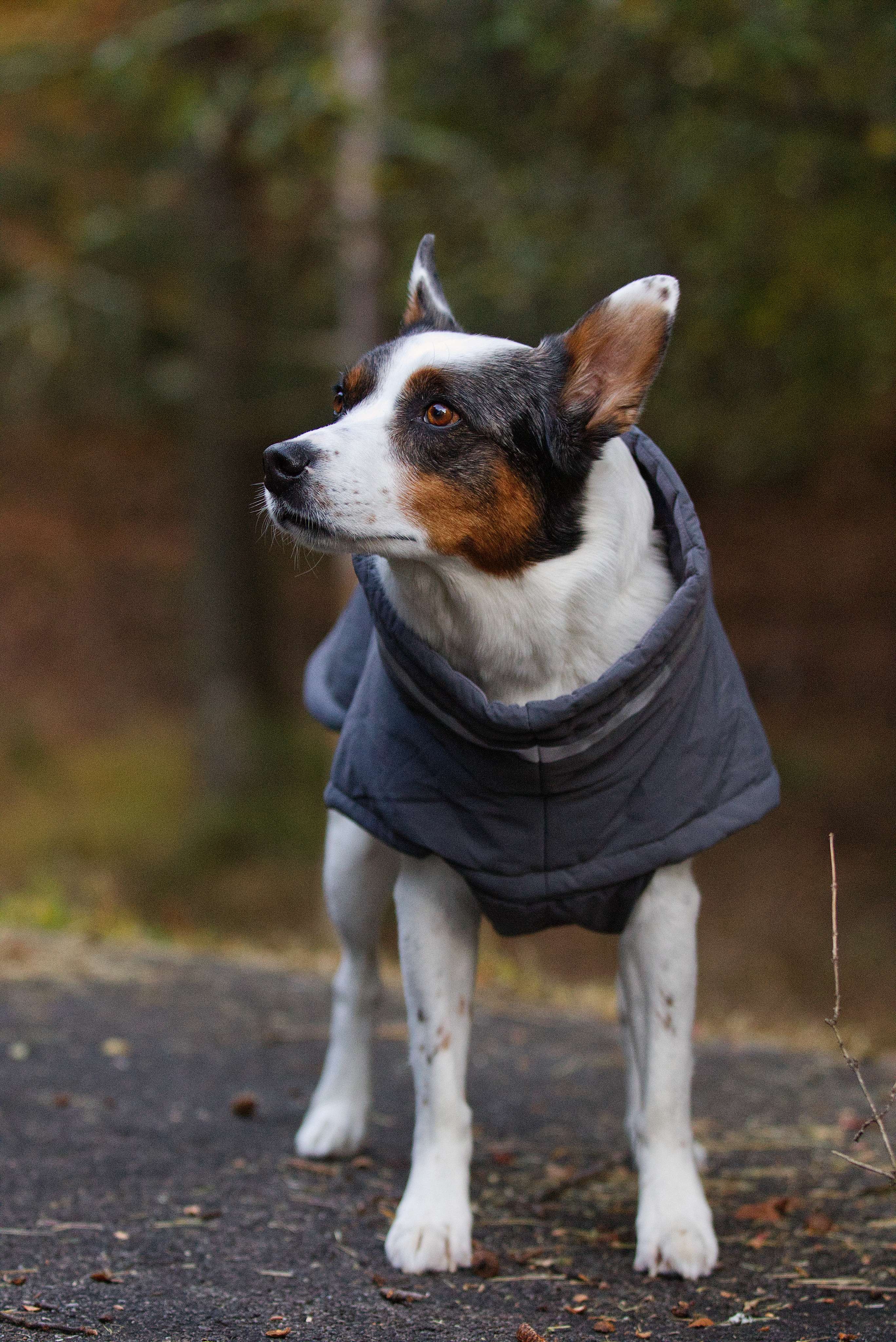 Framsida av silver grå vinterjacka för hund, puffer-stil, vindtät och vattenavvisande