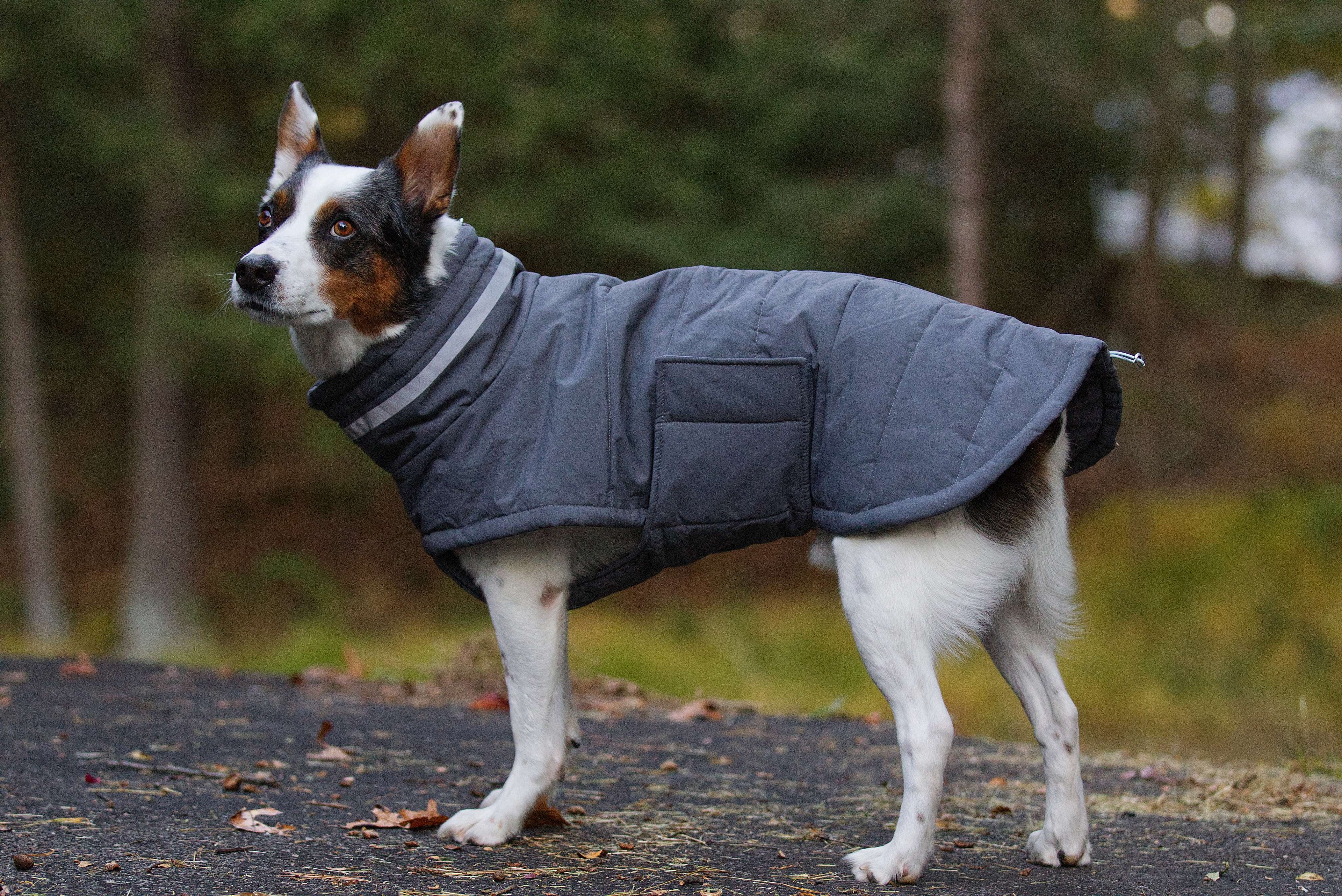 Hundjacka i puffer-stil för vintern, silvergrå och vindtät variant, sedd från sidan