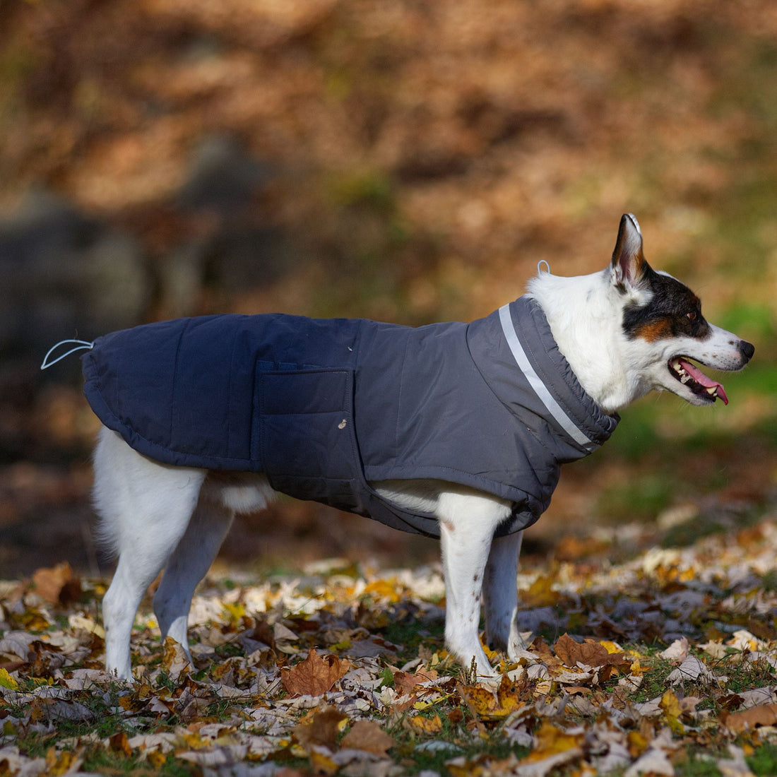 Silver grå vinterjacka för hund, puffer-stil, vattenavvisande och vindtät, sedd från sidan