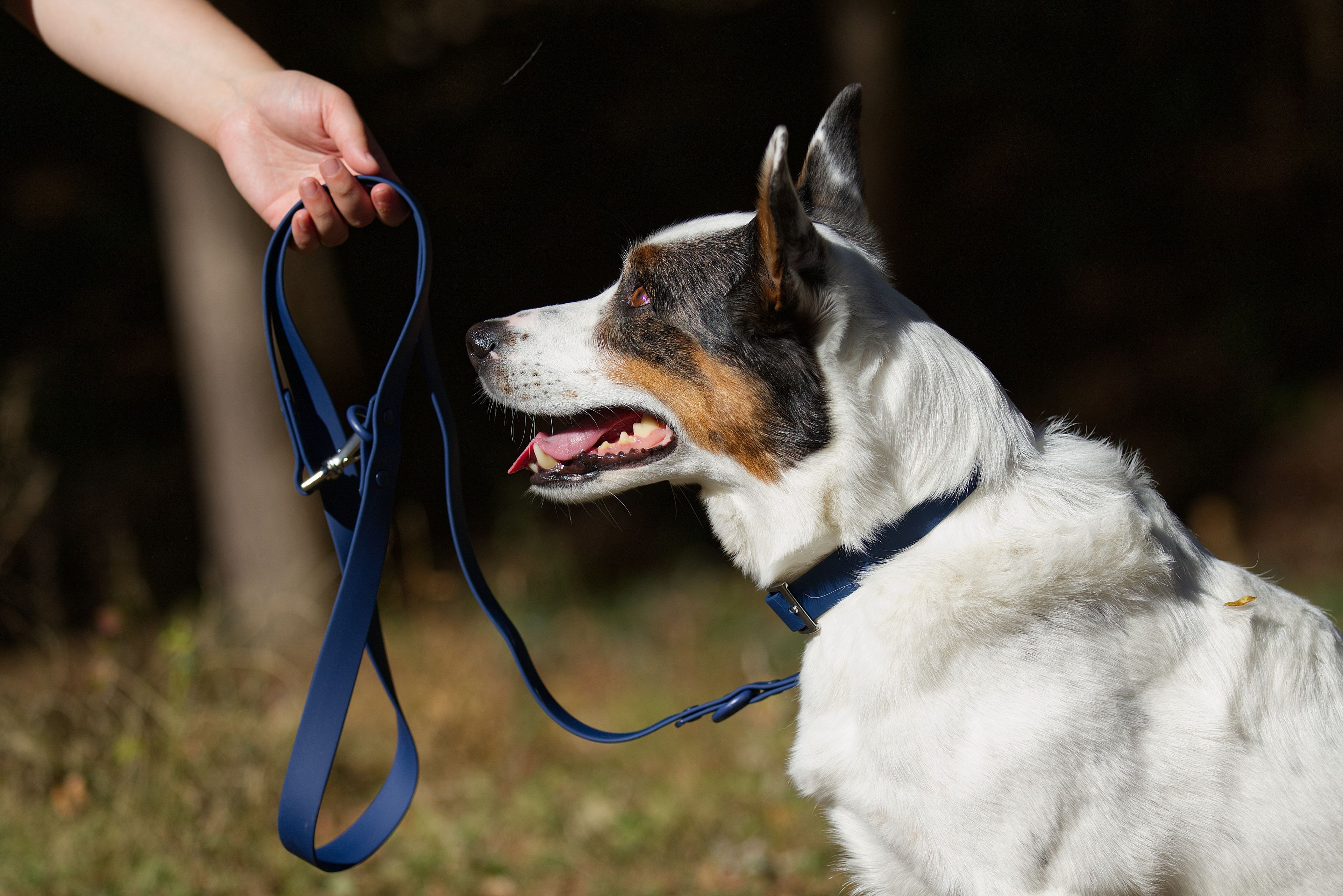 Hållbart hundkoppel i PVC, blå, vattentåligt för dagliga promenader