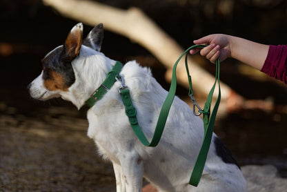 Grönt PVC hundkoppel för hund, vattentåligt och slitstarkt för dagliga promenader