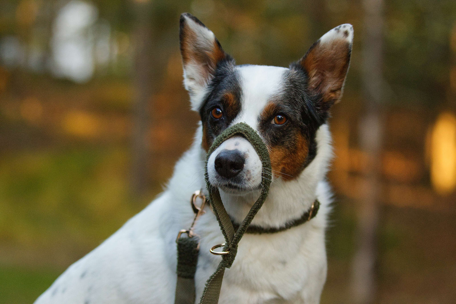 Hundkoppel i skogsgrön teddy fleece, slitstark design med mjuk komfort. Bild visar hund som har kopplet över nosen