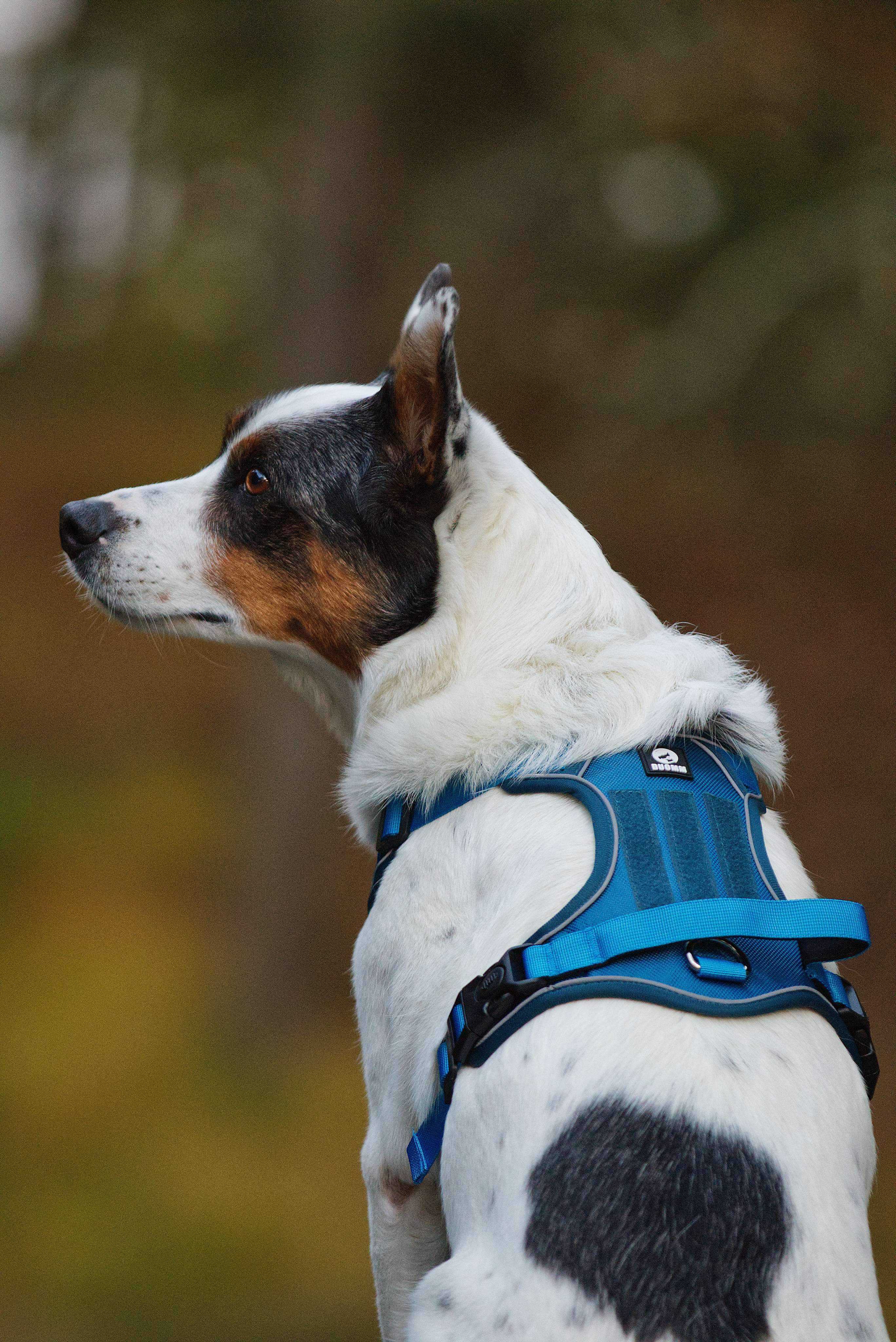 Justerbar hundsele Duomm med reflekterande detaljer och easy-grab handtag, blå färg, sedd bakifrån