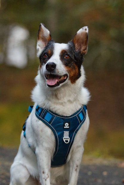 Framsida variant av justerbar hundsele Duomm med reflekterande detaljer och easy-grab handtag, blå