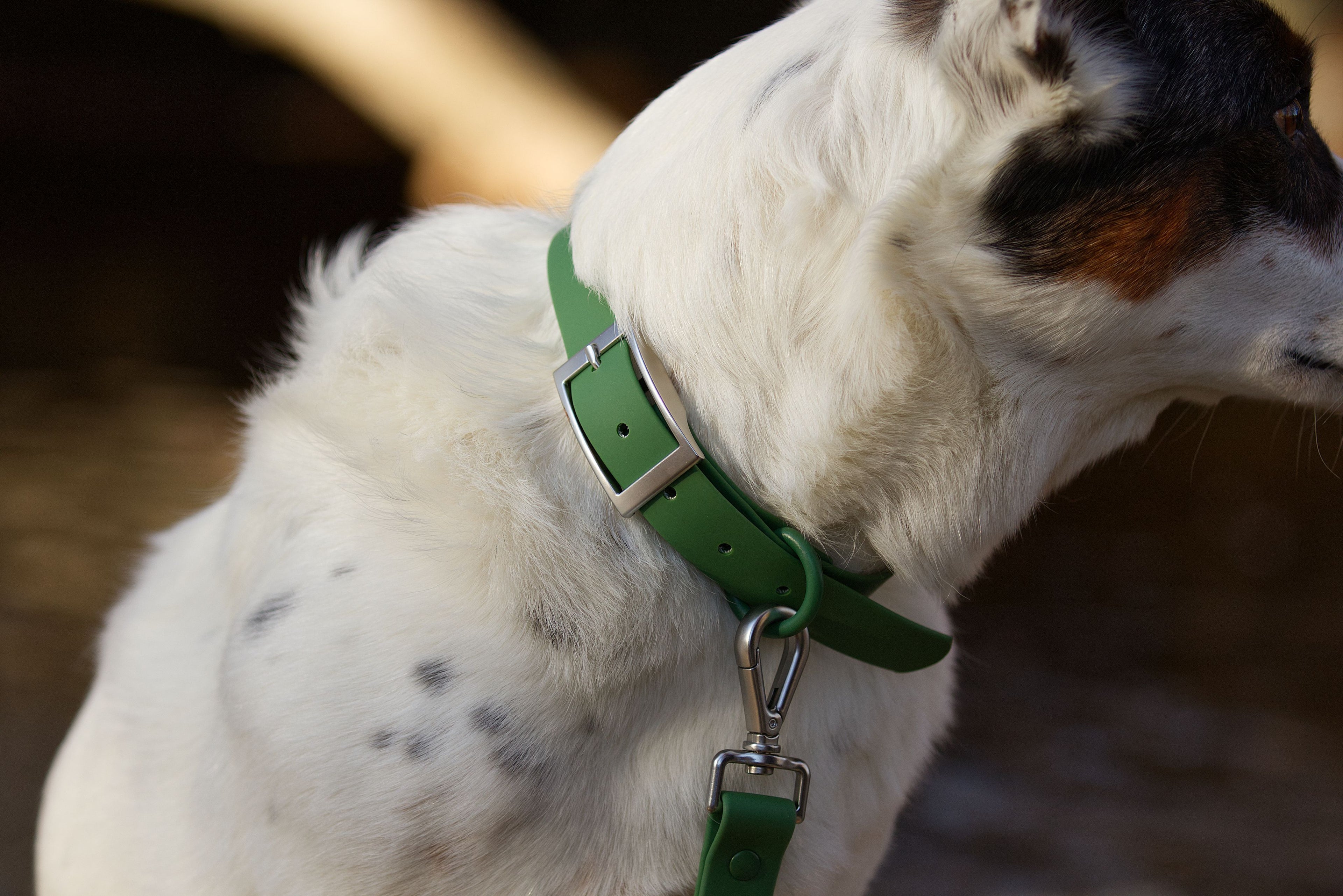 Närbild av justerbart hundhalsband i PVC, vattentåligt och slitstarkt, grön färg