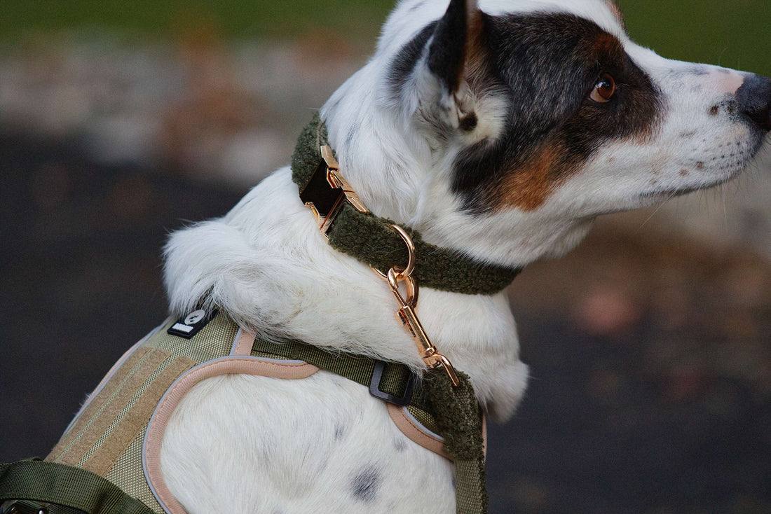 Grönt hundhalsband i teddy fleece, mjukt och justerbart, närbild