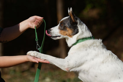 Variant av grönt PVC hundhalsband och hundkoppel, vattentåligt och slitstarkt för hund